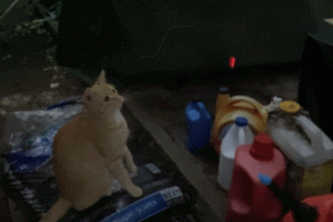 BAEKOKO Firefly Fiber Optic Cat Toy Tested