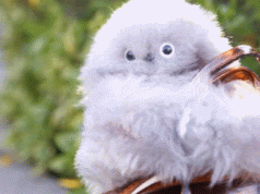 Mirumi: Super Cute Purse Mounted Robot