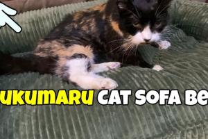 Fukumaru Pet Sofa Bed for Senior Cats Tested