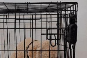 Release The Hound V2 Turns Your Dog Crate Alexa Compatible