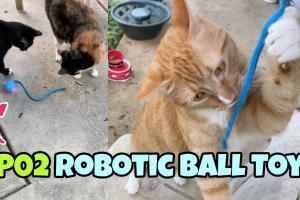P02 Automatic Ball Cat Toy with Rope Tested